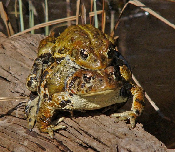 western-toads-mating-2