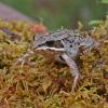 wood-frog-adult-1