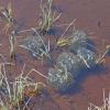 wood-frog-eggs-6