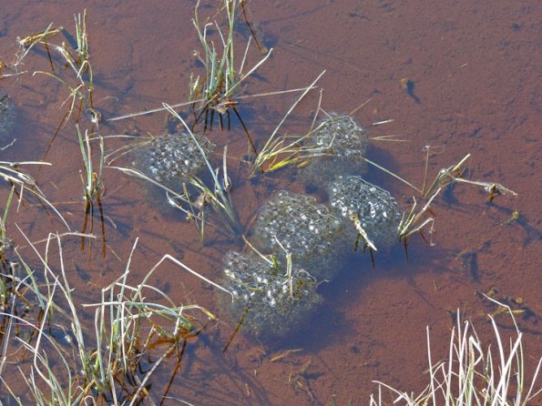 wood-frog-eggs-6