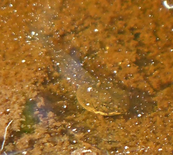 wood-frog-tadpole-outer-point-june-16-2013