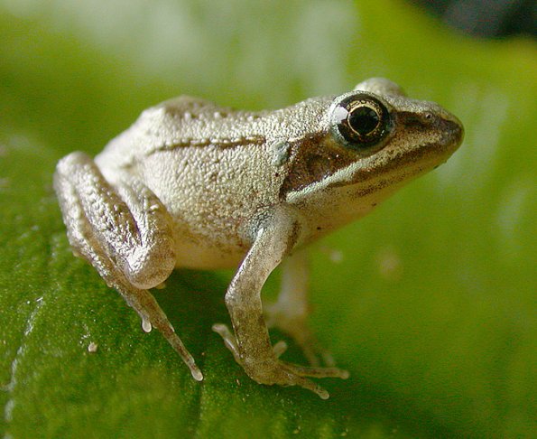 wood-frog-youngster
