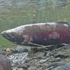 Coho-Salmon-female-spawned-out-guarding-nest