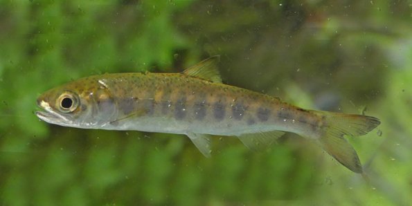 Coho-Salmon-smolt
