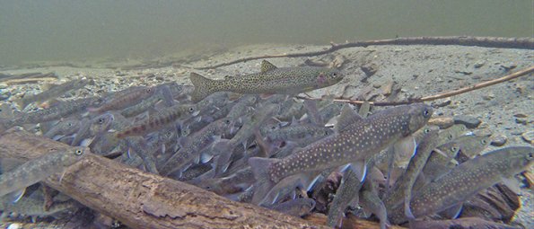 Dolly-Varden-a-cutthroat-and-coho