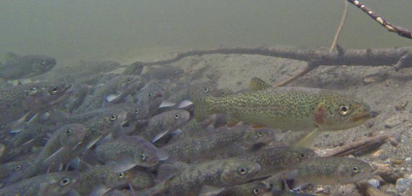 Dolly-Varden-and-a-Cutthroat-Trout-juveniles-in-winter