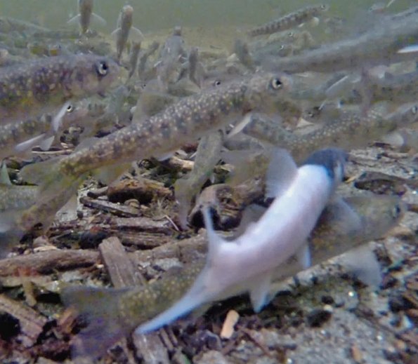 Dolly-Varden-with-partial-albinism1