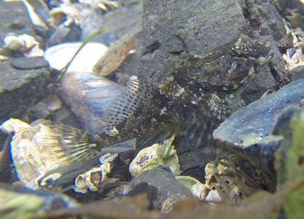 Tidepool-sculpin-Oligocottus-maculosus