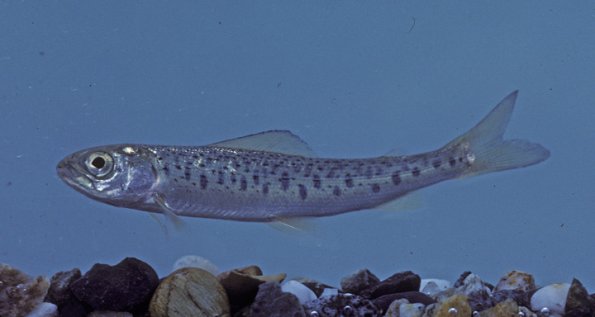 arctic-grayling-one-year-old