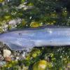 capelin-2