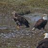 capelin-and-bald-eagles