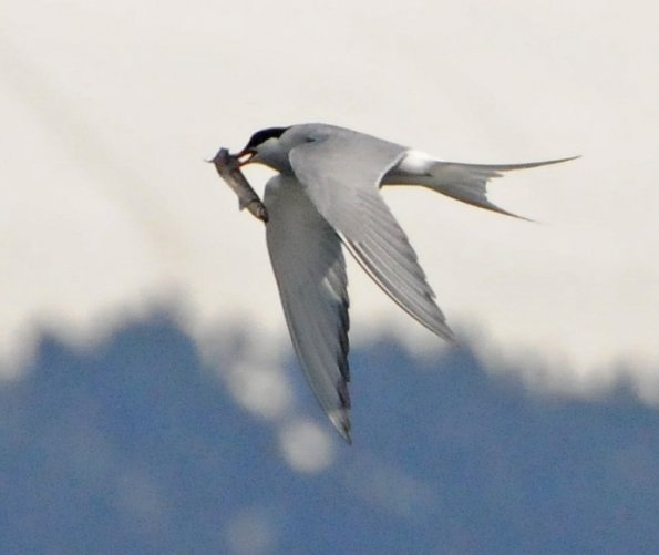 capelin-arctic-tern-feeding-on