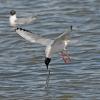 capelin-bonapartes-gull-feeding-on-2
