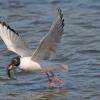 capelin-bonapartes-gull-feeding-on