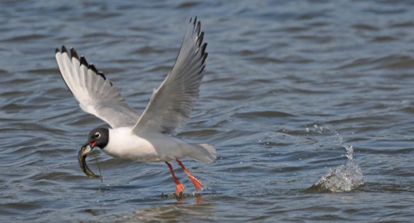capelin-bonapartes-gull-feeding-on