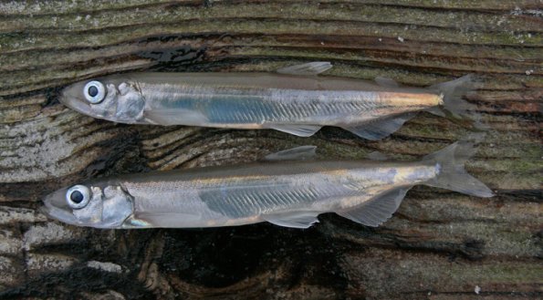 capelin