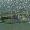 chum-salmon-female