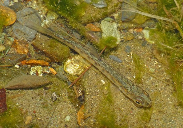 chum-salmon-fry-sheep-creek-march-22-2014