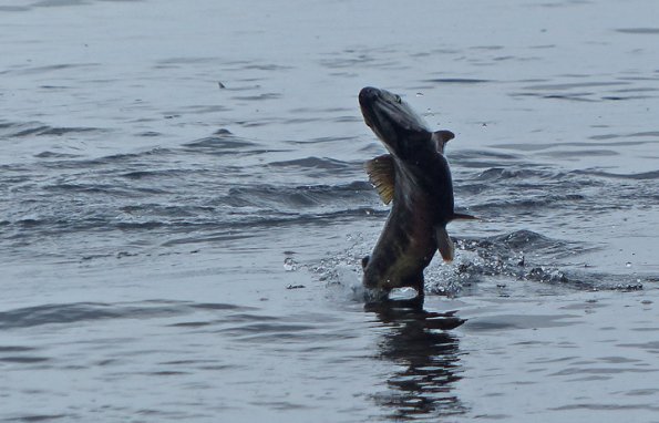 chum-salmon-jumping-1