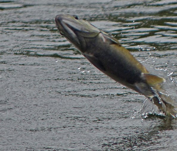 chum-salmon-jumping-2