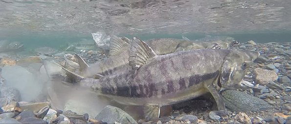 chum-salmon-spawning-1