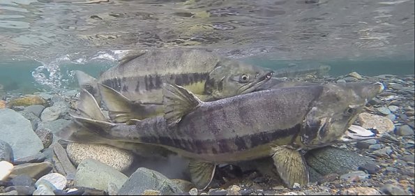 chum-salmon-spawning-2
