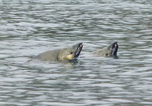 chum-salmon-taking-a-look