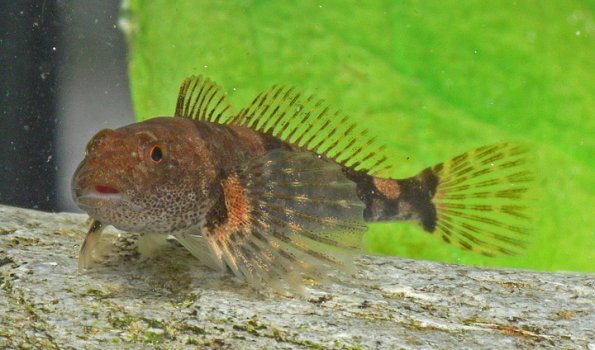 coastrange-sculpin-freshwater