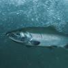 coho-salmon-adult