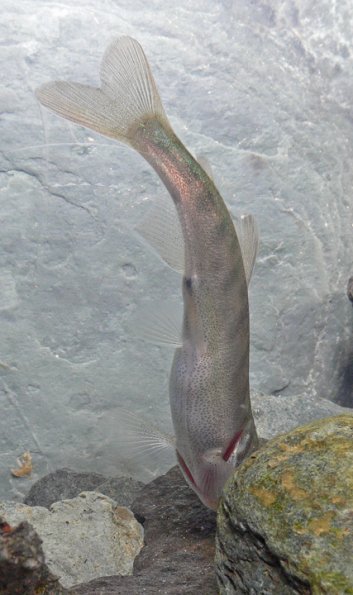 coho-salmon-young-after-aquatic-insects