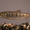 coho-salmon-young