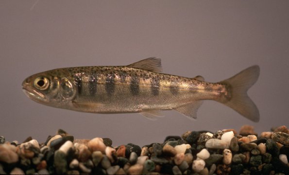 coho-salmon-young
