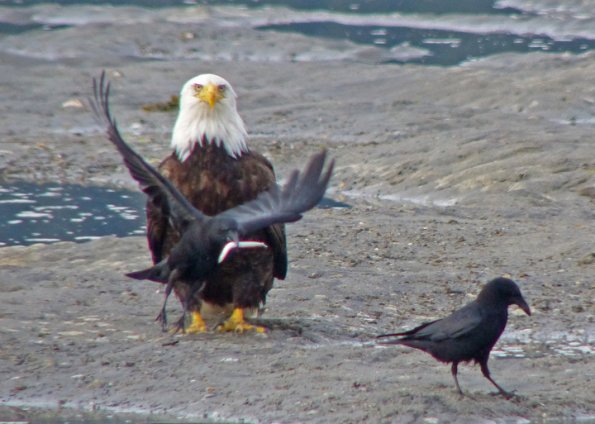 crow-eagle-sand-lance