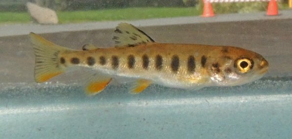 cutthroat-trout-from-swan-lake-sitka