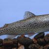 cutthroat-trout