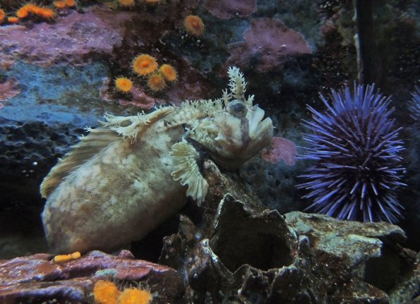 decorated-warbonnet_1348430853