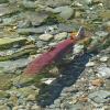 sockeye-salmon-female-with-dolly-varden