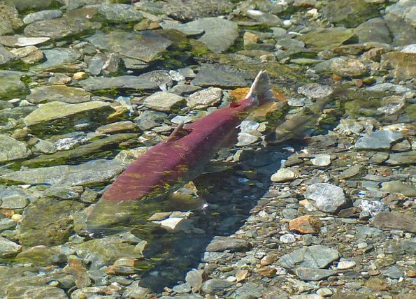 sockeye-salmon-female-with-dolly-varden