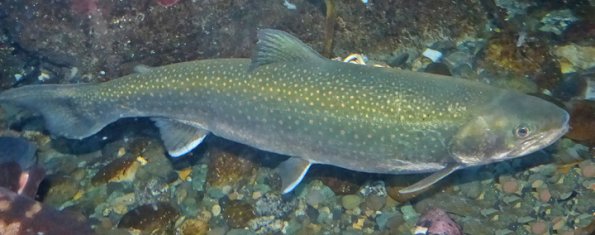 dolly-varden_1361637644