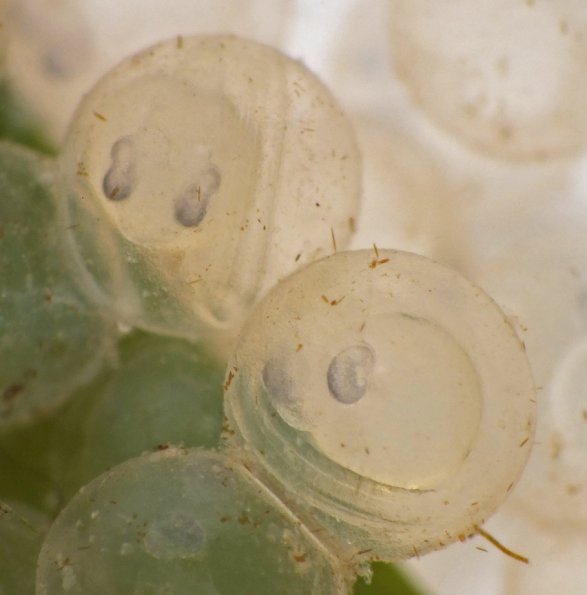 herring-eggs-developing
