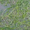 herring-eggs-on-probable-eel-grass