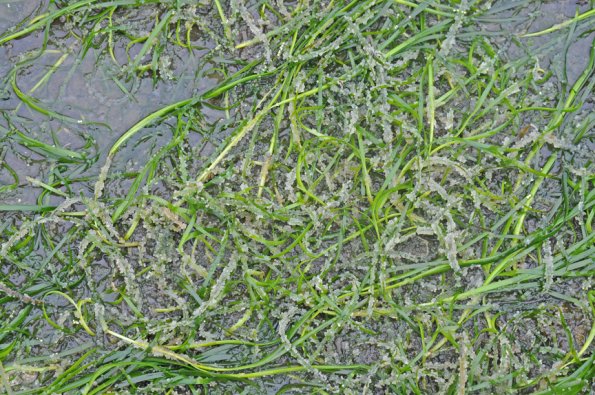 herring-eggs-on-probable-eel-grass