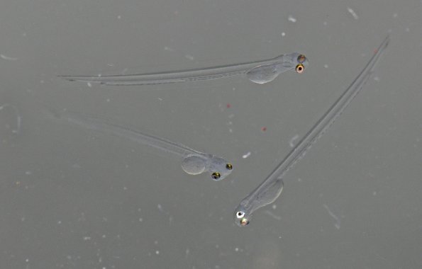 herring-larva-2