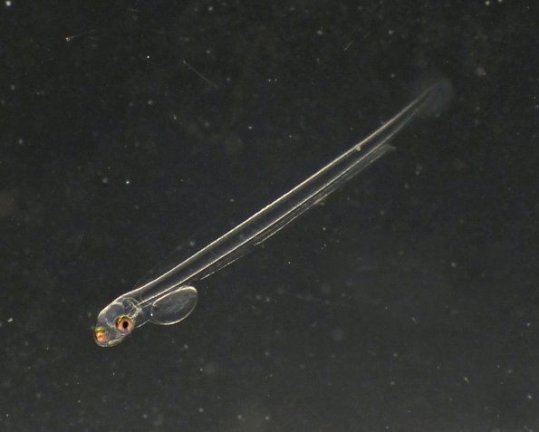 herring-larva-against-black