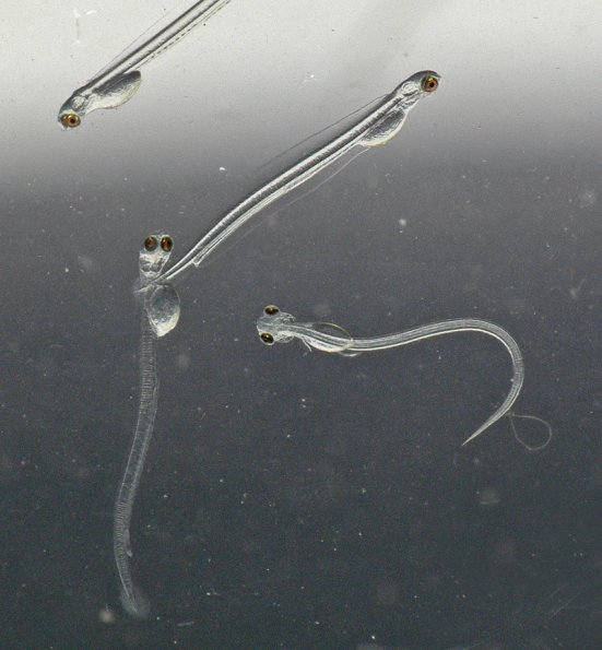 herring-larva-group-photo