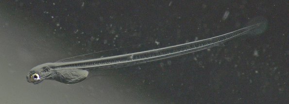 herring-larva