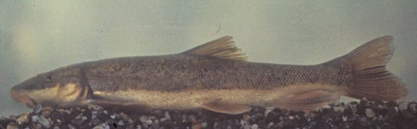 longnose-sucker-fairbanks-adult