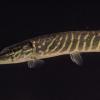 northern-pike-fairbanks