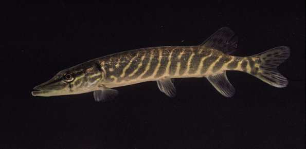 northern-pike-fairbanks