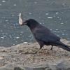 northwestern-crow-with-pacific-sand-lance